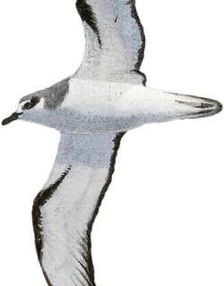 新西兰圆尾鹱 / Pycroft’s Petrel / Pterodroma pycrofti