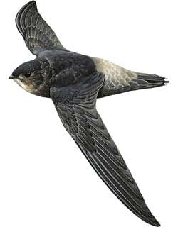 哥斯达黎加雨燕 / Costa Rican Swift / Chaetura fumosa