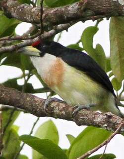 白背须䴕 / White-mantled Barbet / Capito hypoleucus