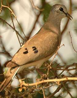 黑嘴森鸠 / Black-billed Wood Dove / Turtur abyssinicus