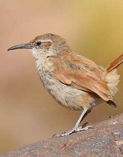 岩爬地雀 / Rock Earthcreeper / Ochetorhynchus andaecola