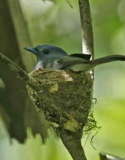 灰蓝王鹟 / Pale-blue Monarch / Hypothymis puella