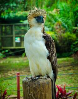 菲律宾雕 / Philippine Eagle / Pithecophaga jefferyi