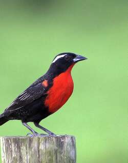 白眉草地鹨 / White-browed Blackbird / Leistes superciliaris