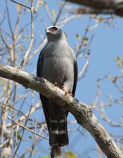 南美灰鸢 / Plumbeous Kite / Ictinia plumbea