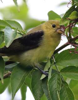 猩红丽唐纳雀 / Scarlet Tanager / Piranga olivacea