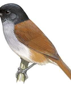 鲁文山鹛 / Rwenzori Hill Babbler / Sylvia atriceps