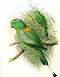 金肩扇尾鹦鹉 / Golden-mantled Racket-tail / Prioniturus platurus