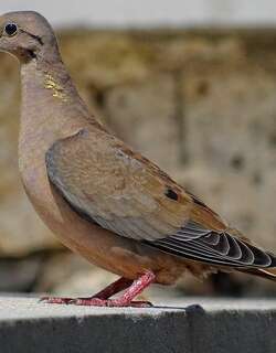 斑颊哀鸽 / Eared Dove / Zenaida auriculata