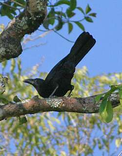 佛罗乌鸦 / Flores Crow / Corvus florensis