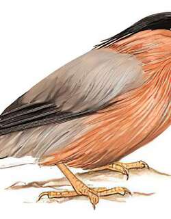 黑冠椋鸟 / Brahminy Starling / Sturnia pagodarum