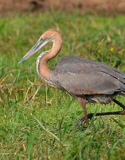 巨鹭 / Goliath Heron / Ardea goliath