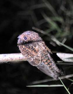 小燕尾夜鹰 / Swallow-tailed Nightjar / Uropsalis segmentata