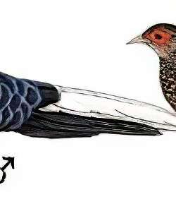 蓝腹鹇 / Swinhoe’s Pheasant / Lophura swinhoii