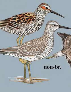 高跷鹬 / Stilt Sandpiper / Calidris himantopus