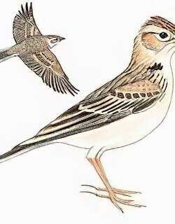 短趾百灵 / Red-capped Lark