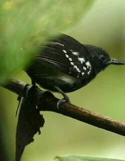 白胁蚁鹩 / White-flanked Antwren / Myrmotherula axillaris