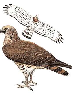 短趾雕 / Short-toed Snake Eagle / Circaetus gallicus