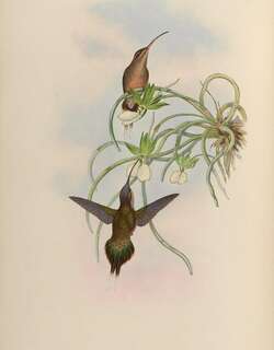 长尾隐蜂鸟 / Long-tailed Hermit / Phaethornis superciliosus