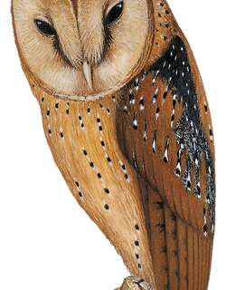 坦桑尼亚栗鸮 / Congo Bay Owl / Phodilus prigoginei