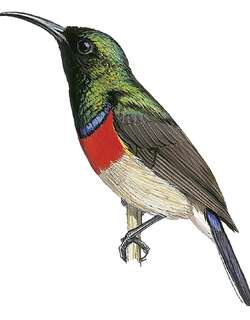 双领花蜜鸟 / Eastern Miombo Sunbird / Cinnyris manoensis