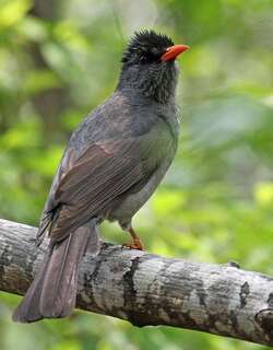 马岛短脚鹎 / Malagasy Bulbul / Hypsipetes madagascariensis