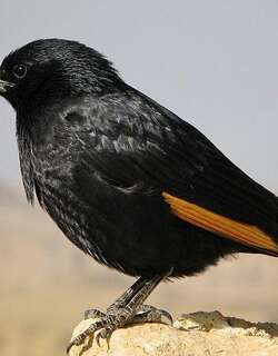 红海栗翅椋鸟 / Tristram’s Starling / Onychognathus tristramii