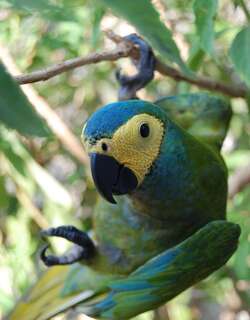 红腹金刚鹦鹉 / Red-bellied Macaw / Orthopsittaca manilatus
