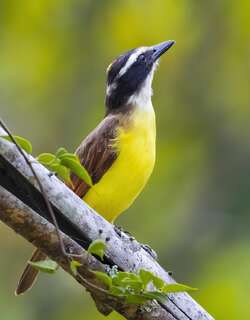 大食蝇霸鹟 / Great Kiskadee / Pitangus sulphuratus