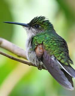 纹尾蜂鸟 / Stripe-tailed Hummingbird / Eupherusa eximia