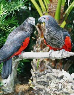 彼氏鹦鹉 / Pesquet’s Parrot / Psittrichas fulgidus