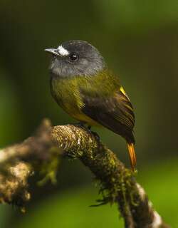 华丽霸鹟 / Ornate Flycatcher / Myiotriccus ornatus