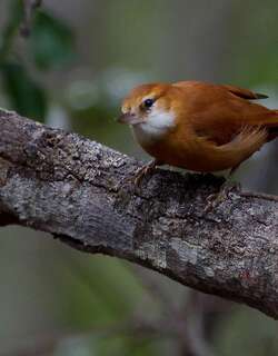 大弯嘴雀 / Great Xenops / Megaxenops parnaguae