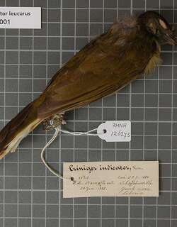 白尾鹎 / Honeyguide Greenbul / Baeopogon indicator