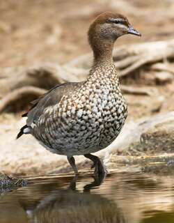 鬃林鸭 / Maned Duck / Chenonetta jubata