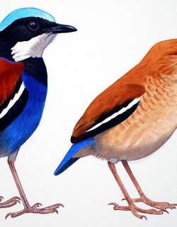 蓝头八色鸫 / Blue-headed Pitta / Hydrornis baudii