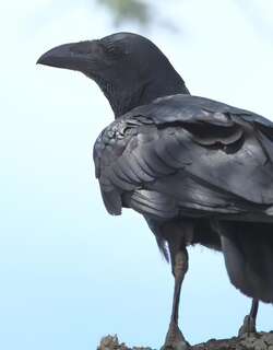 扇尾渡鸦 / Fan-tailed Raven / Corvus rhipidurus