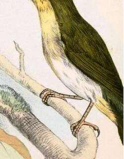 桑岛绣眼鸟 / Sangihe White-eye / Zosterops nehrkorni