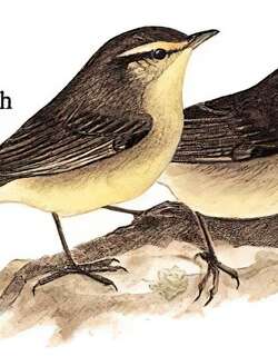灰柳莺 / Sulphur-bellied Warbler / Phylloscopus griseolus
