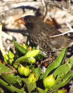 赫诺韦萨仙人掌地雀 / Genovesa Cactus Finch / Geospiza propinqua