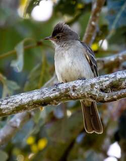 淡褐拟霸鹟 / Brownish Elaenia / Elaenia pelzelni