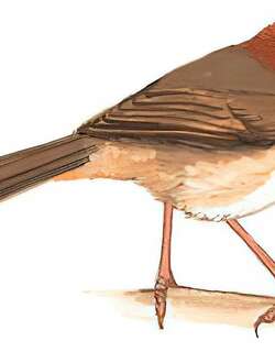 褐翅鸦雀 / Brown-winged Parrotbill / Sinosuthora brunnea