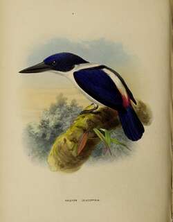 深蓝翡翠 / Ultramarine Kingfisher / Todiramphus leucopygius