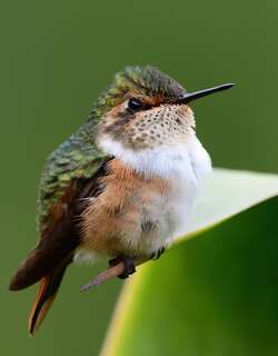 辉煌蜂鸟 / Scintillant Hummingbird / Selasphorus scintilla