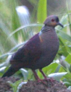 凤头鹑鸠 / Crested Quail-Dove / Geotrygon versicolor