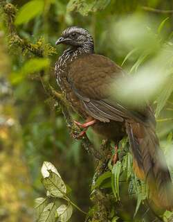 须冠雉 / Bearded Guan / Penelope barbata