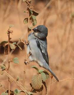 铅色食籽雀 / Plumbeous Seedeater / Sporophila plumbea