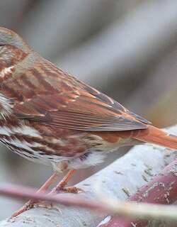 狐色雀鹀 / Red Fox Sparrow / Passerella iliaca