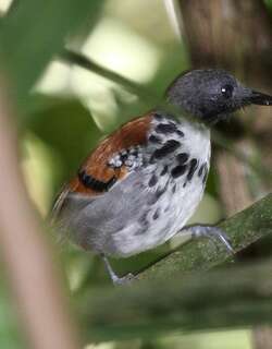点斑蚁鸟 / Spotted Antbird / Hylophylax naevioides