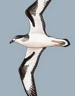 白额圆尾鹱 / Bonin Petrel / Pterodroma hypoleuca
